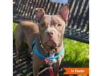 Adopt Scooby Duke a Pit Bull Terrier