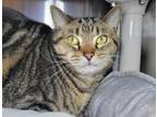 Adopt Dax a Domestic Short Hair