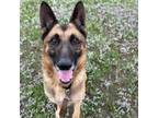 Adopt MAXIMUS a German Shepherd Dog