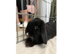 Adopt Hamilton 1 a Holland Lop