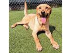 Adopt Biscuit a Yellow Labrador Retriever