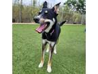 Adopt Chief a German Shepherd Dog, Husky