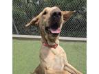 Adopt Brownie a Yellow Labrador Retriever