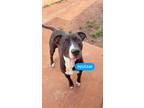 Adopt INGRAM a Pit Bull Terrier, Mixed Breed