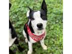 Adopt Westfield a Border Collie