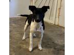 Adopt Titan a Rat Terrier