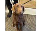 Adopt Kermit a Chocolate Labrador Retriever