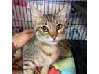 Adopt Tyler a Domestic Short Hair