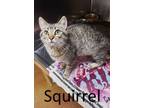 Adopt Squirrel a Tabby, Domestic Short Hair