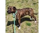 Adopt Frank a Mountain Cur