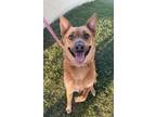 Adopt Helios a Black Mouth Cur, Mixed Breed