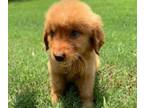 Golden Retriever PUPPY FOR SALE ADN-773177 - Abby x Chief Puppies