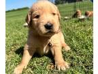 Golden Retriever PUPPY FOR SALE ADN-773177 - Abby x Chief Puppies