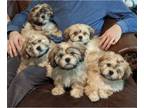 Shih Apso-Shih Tzu Mix PUPPY FOR SALE ADN-773176 - 3 Shih Tzu Lhasa Apso Puppies
