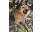 Adopt RUSTY* a German Shepherd Dog, Golden Retriever