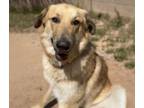 Adopt RUSTY* a German Shepherd Dog, Golden Retriever