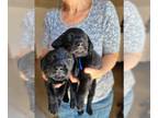 Labrador Retriever PUPPY FOR SALE ADN-772989 - Champion sired AKC registered