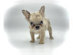 French Bulldog PUPPY FOR SALE ADN-773029 - Coco Merle Fluffy