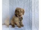 Goldendoodle PUPPY FOR SALE ADN-772939 - Goldendoodle Puppies