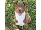 Adopt FINN a Border Collie, Pit Bull Terrier