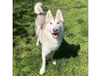 Adopt WILDE a Siberian Husky, Mixed Breed