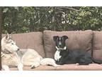 Adopt Snoop a Border Collie, Labrador Retriever