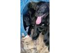 Adopt Lab/Shepherd Mix Puppies a Black Labrador Retriever, Shepherd