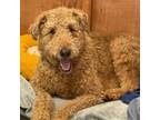 Adopt Asher 11735 a Airedale Terrier