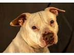 Adopt POWDER a Pit Bull Terrier