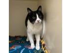 Adopt Topper a Domestic Short Hair