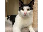 Adopt Goose a Domestic Short Hair