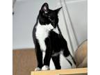 Adopt Maverick a Domestic Short Hair