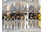 Zuchon PUPPY FOR SALE ADN-773052 - Maine pups