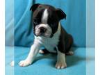 Boston Terrier PUPPY FOR SALE ADN-772956 - AKC Boston champion bloodlines