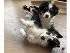 Australian Shepherd PUPPY FOR SALE ADN-772969 - Miniature Black Tri Australian