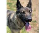 Adopt Dog a German Shepherd Dog