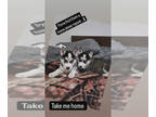Siberian Husky PUPPY FOR SALE ADN-772931 - Female puppies