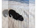 Cane Corso PUPPY FOR SALE ADN-772897 - Cane Corso Puppies