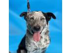 Adopt Buster a Cattle Dog, Australian Shepherd