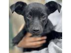 Adopt Mr. Dinkles a Mixed Breed