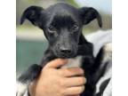 Adopt Branch a Mixed Breed