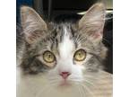 Adopt Kilkenny a Domestic Medium Hair, Domestic Short Hair