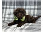 ShihPoo PUPPY FOR SALE ADN-773169 - Fudge