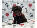 ShihPoo PUPPY FOR SALE ADN-773168 - Chip