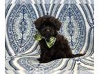 ShihPoo PUPPY FOR SALE ADN-773167 - Cocoa