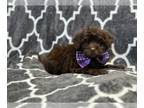 ShihPoo PUPPY FOR SALE ADN-773166 - Hershey
