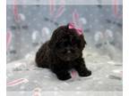 ShihPoo PUPPY FOR SALE ADN-773164 - Kisses