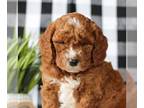 Goldendoodle (Miniature) PUPPY FOR SALE ADN-773152 - Mini Goldendoodle