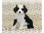 Miniature Bernedoodle PUPPY FOR SALE ADN-773110 - Kelly