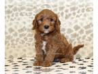 Cavapoo PUPPY FOR SALE ADN-773107 - Joey